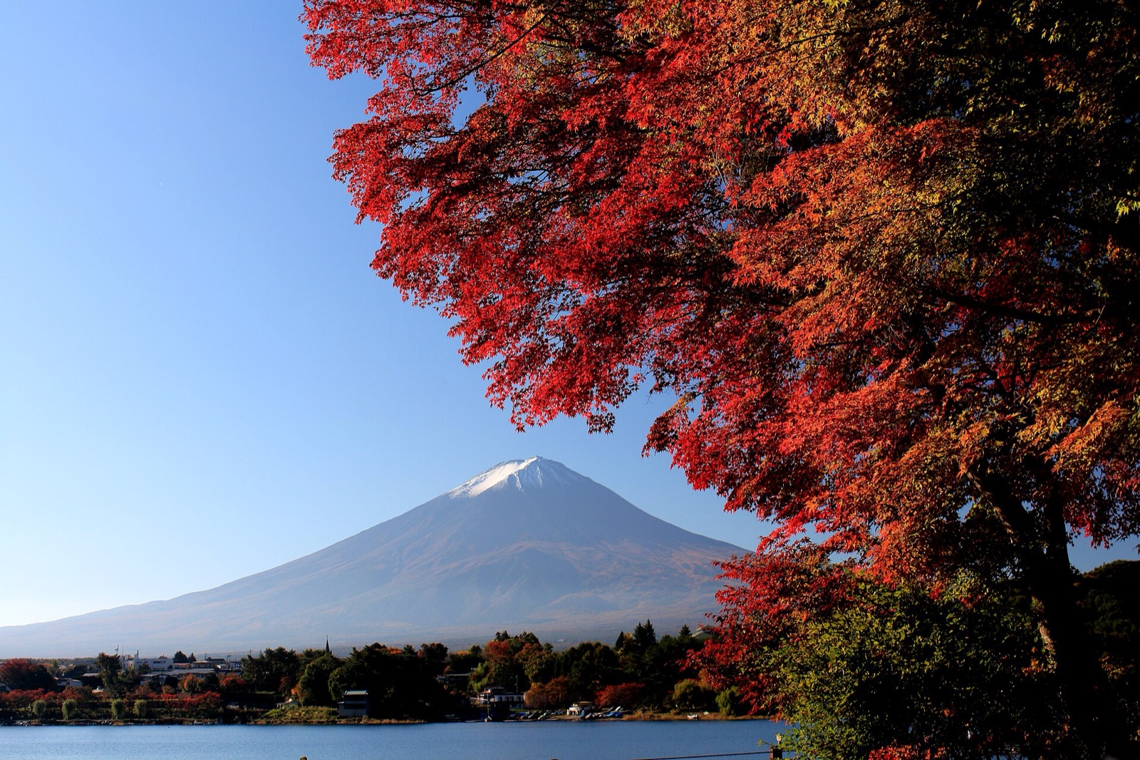 河口湖紅葉與富士山